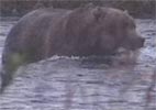 Alaska Brown Bear