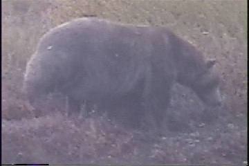 Brown Bear in River