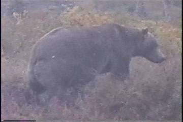 Brown Bear Salmon Fishing