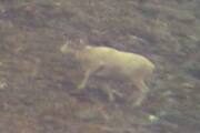 Picture of Big Dall Sheep