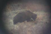 Picture of Grizzly With CAribou He Killed