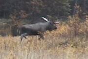 Picture Trophy Bull Moose