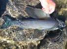 Grayling