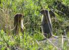 Arctic Ground Squirrels