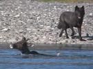 Black Wolf