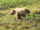 Blonde Grizzly