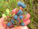 Blueberries