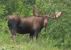 Bull Moose