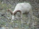 Dall Sheep Ram