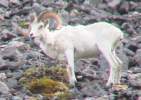 Dall Sheep Ram