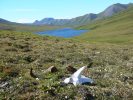 Dall Sheep Ram Skull and Horns