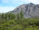 Farthest North Trees