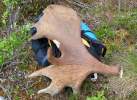 Moose Antler Covering my Pack        