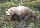 Grizzly!