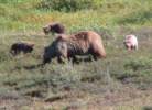 Grizzly Cubs