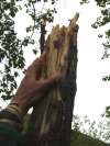 Grizzly Mark Tree