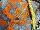 Tundra Lichens 