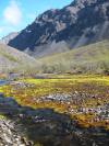 Moss and Mountains