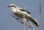 Northern Shrike