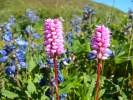 Pink Plumes and Lupine Wildflowers
