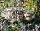 Ptarmigan Chick