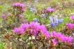 Tundra Flowers, ANWR