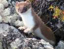 Weasel