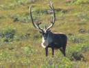 Bull Caribou