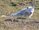 White Wolf