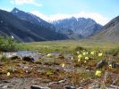 Wildflower and Mountains