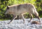 Wolf!