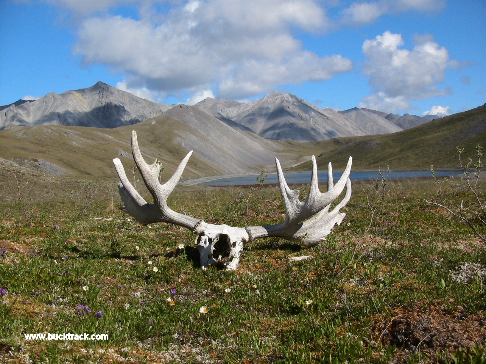 Bull moose skull, Arctic National Wildlife Refuge