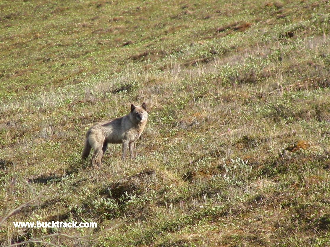 Grey Wolf Arctic National Wildlife Refuge