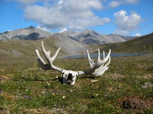 Musk Ox Bull