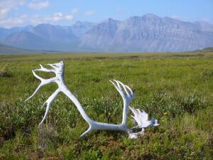 Bull Caribou Antlers Near Anaktuvuk Pass