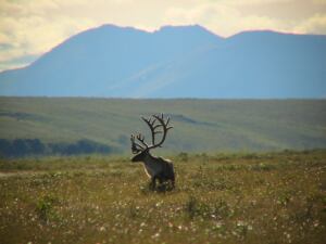 Caribou Bull, Delong Mountains 