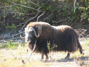 Musk Ox Bull