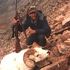 Dall Sheep
