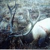 Idaho Elk