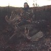 Alaska Moose