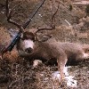 Montana Mule Deer