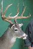 Texas Whitetail Deer Hunting