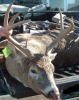 Archery Deer Taken Bowhunting in New York