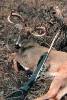 Oklahoma Trophy Whitetail Deer Killed