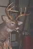New Jersey Trophy Whitetail Deer Killed
