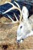 Maine Whitetail Deer Hunting