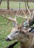 Minnesota buck with drop tines