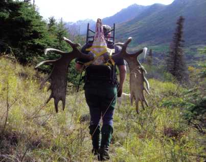 Packing out a Big Bull Moose