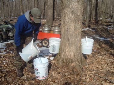 Gathering the Maple Sap Buckets
