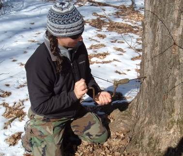 Tapping (Drilling) the Maple Tree